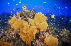 Image for: Avatar: The Way of Water on my home theater: the underwater scenes in Atmos