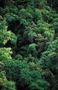 Image for: Avatar (2009) on my home theater: banshee flight and Hometree in Atmos
